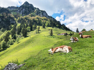 Fototapeta na wymiar Liegende Kühe auf einer Almwiese vor einem Berg