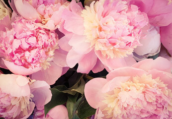 Beautiful pink peony rose flowers