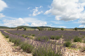 Champs de Lavandes 