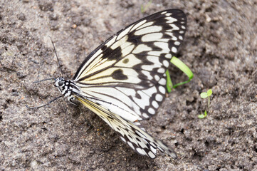 A Large Tree Nymph (Idea Leuconoe)