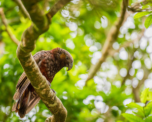 The Kaka, a forest dwelling parrot, found across all of New Zealand and photographed near Wellington.