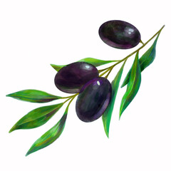 Hand drawn watercolor painting on white background.