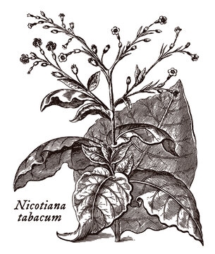 Branch with leaves and flowers of the tobacco plant with depicted scientific name nicotiana tabacum, after an engraving from the 18th century
