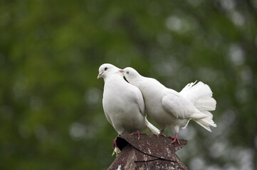 PIGEON QUEUE DE PAON