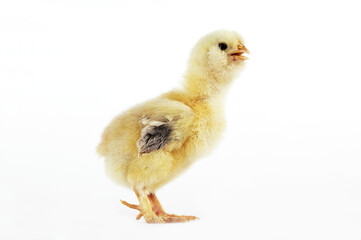 POUSSIN