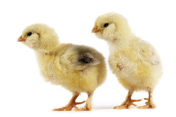 POUSSIN