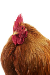 COQ BRAHMA