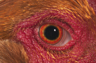 COQ BRAHMA