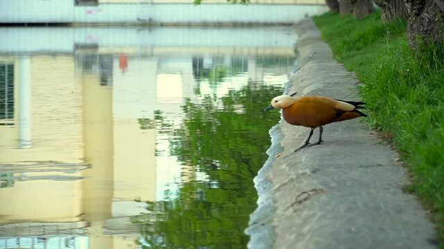 Ogary at the pond. A red duck walks in the park. Bird, lawn and water. High quality FullHD footage