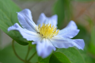 close up of  blue and white flower