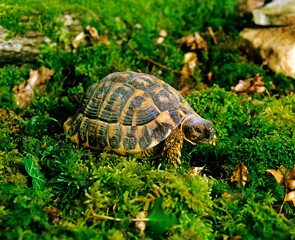TORTUE D'HERMANN testudo hermanni