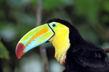 TOUCAN A CARENE ramphastos sulfuratus