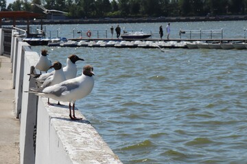 
Seagulls on the promenade are sitting on the parapet