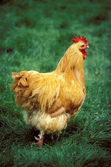 MARANS CUIVREE