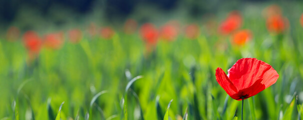 Poppy flower or Papaver rhoeas in green field in front of blue and atmospheric sky