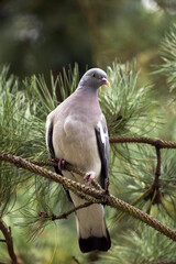 PIGEON RAMIER columba palumbus