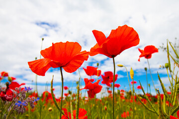 Obrazy na Szkle  Kwiat maku lub Papaver rhoeas na zielonym polu przed niebieskim i atmosferycznym niebem