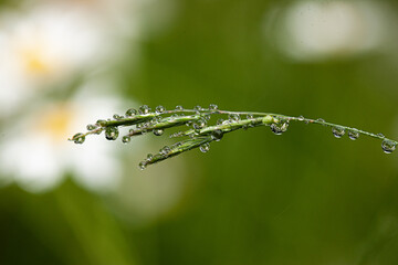 water droplets on grass