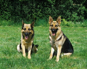 BERGER ALLEMAND