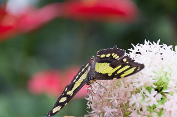 Malachite butterfly (Siproeta stelenes biplagiata)