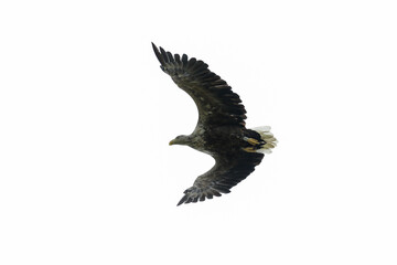 Seeadler im Flug