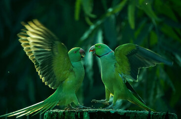 Two parrots playing with each other. © vansh