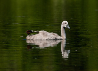 baby swan on water reflection