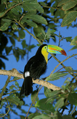 Fototapeta premium TOUCAN A CARENE ramphastos sulfuratus