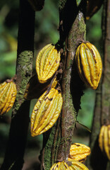 CACAO theobroma cacao
