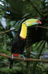 TOUCAN A CARENE ramphastos sulfuratus