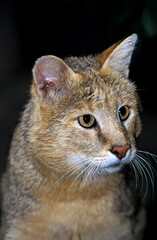 Fototapeta premium CHAT DES MARAIS felis chaus