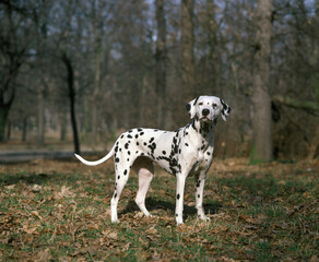 DALMATIEN