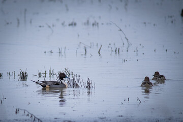 quack