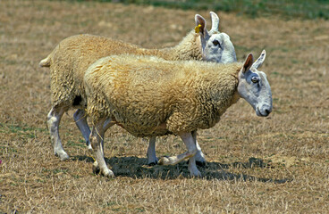 MOUTON BORDER LEICESTER