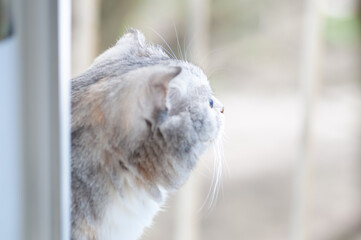 Fluffy gray beautiful adult cat, breed scottish-fold, close portrait