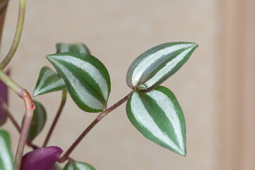 Red and green leaf of tradescantia pot plant. Botanical macrophotography for illustration of tradescantia