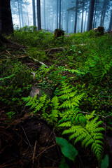Mglisty poranek w lesie. Zielone rośliny