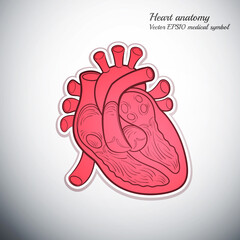 heart anatomy outline color icon medicine vector illustration