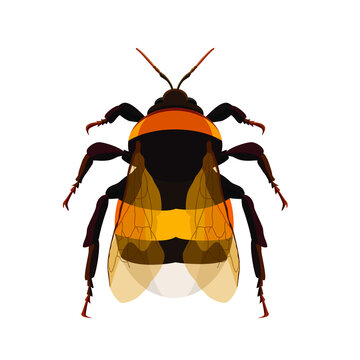 Bumblebee insect, has a sting, isolate on a white background. Vector image