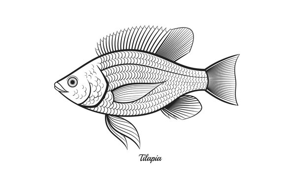 Tilapia fish Stock Vector Images - Alamy