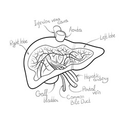 liver anatomy outline vector illustration