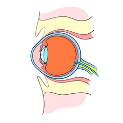 eye anatomy outline vector illustration