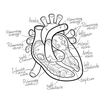 heart anatomy outline vector illustration