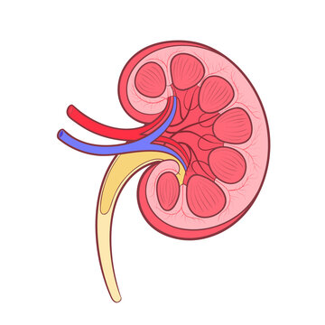 recommend clip art: kidney anatomy color outline vector illustration