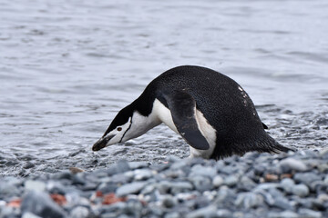 Naklejka premium Chinstrap penguin at Half Moon Island, Antarctica