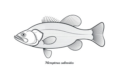 Bass fish outline vector illustration