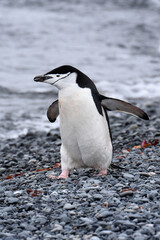 Obraz premium Chinstrap penguin at Half Moon Island, Antarctica