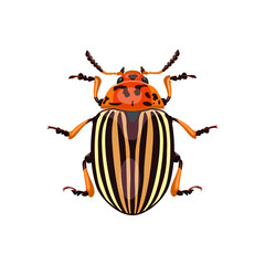 Colorado potato beetle, insect. Beetle pest destroys potatoes. Isolate on a white background. Vector image.
