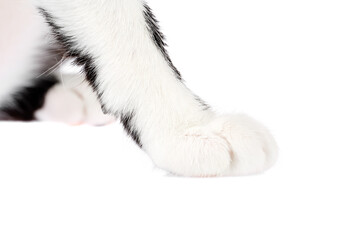 Close up, sideview of a white with black cat paw isolated on white background