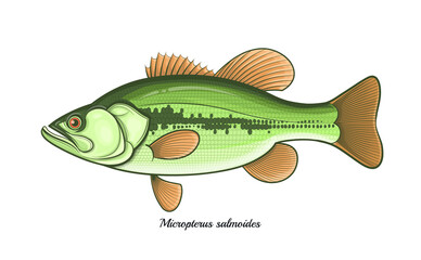 Bass fish outline vector illustration